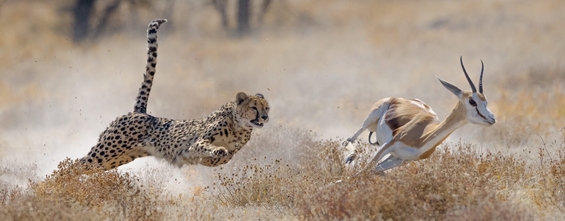 agile_cheetah_chase